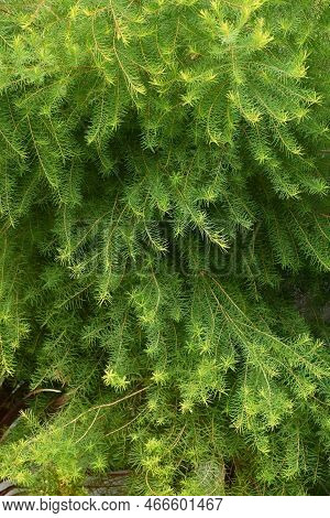 Melaleuca Alternifolia ( Narrow-leaved Paperbark Tea Tree ). Myrtaceae Evergreen Tree Native To Aust