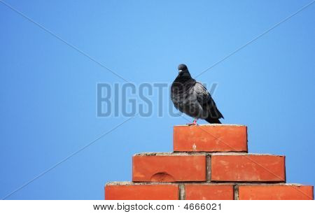 Taube an der Wand