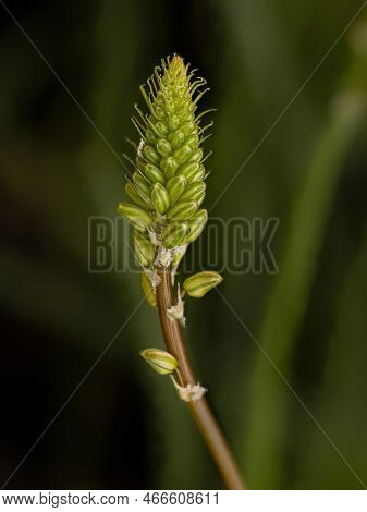 Small Wild Kopieva Plant Of The Species Bulbine Frutescens