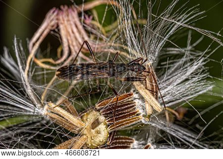 Adult Dirt-colored Seed Bug Of The Subfamily Rhyparochrominae