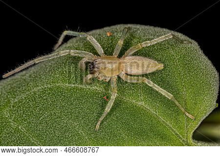 Adult Male Ghost Spider Of The Family Anyphaenidae