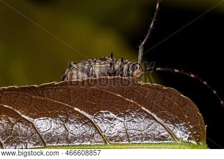 Adult Longhorn Beetle Of The Species Pentheochaetes Mysticus