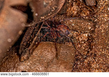 Adult Zodariid Spider Of The Genus Leprolochus