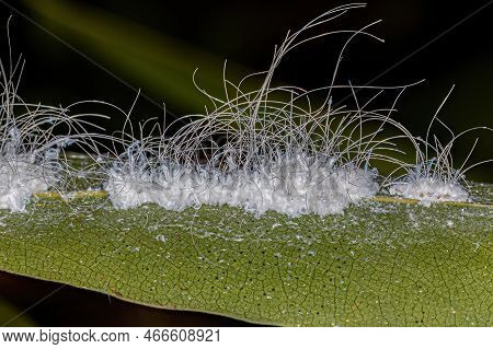 Small Whiteflies Insects Of The Family Aleyrodidae