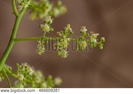 Ambarella Flowering Tree Of The Species Spondias Dulcis