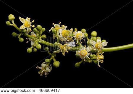 Ambarella Tree Flower Of The Species Spondias Dulcis Under White Flash Light