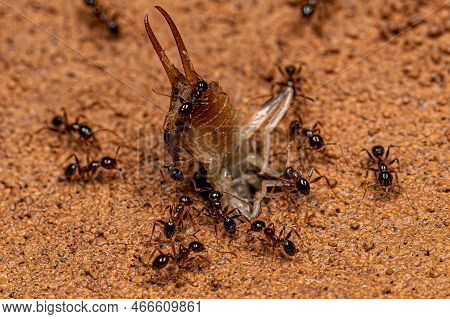Adult Female Big-headed Ants Of The Genus Pheidole Preying On An Adult Earwig Insect Of The Order De