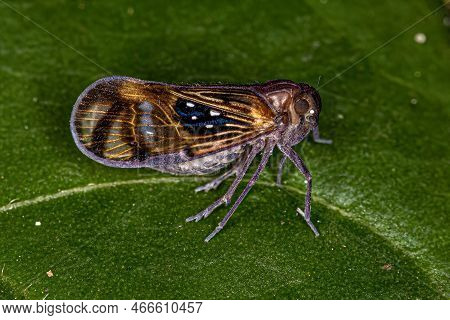 Adult Small Planthopper Insect Of The Species Pintalia Constellaris