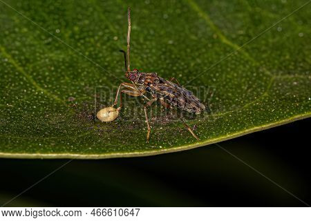 Adult Dirt-colored Seed Bug Of The Genus Ozophora