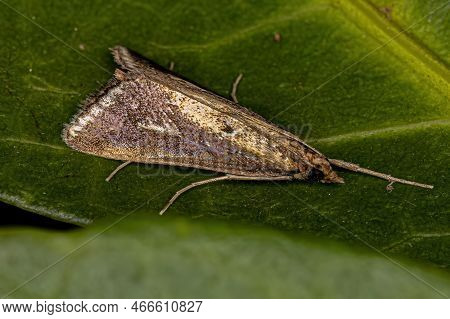 Adult Crambid Moth Of The Family Crambidae