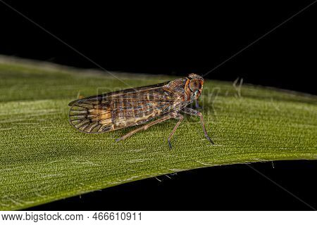 Adult Small Planthopper Insect Of The Tribe Pentastirini