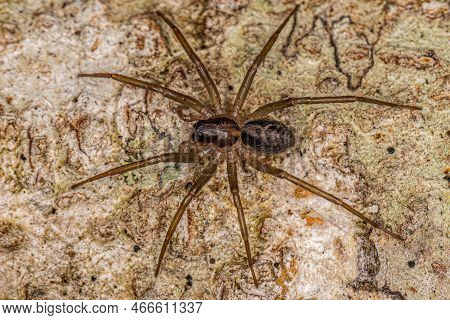 Small Corinnoid Spider Of The Genus Xeropigo