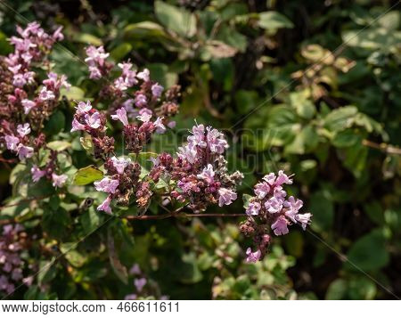 Origano (origanum Vulgare) Blooming With Purple Flowers And Spade-shaped, Olive-green Leaves Growing