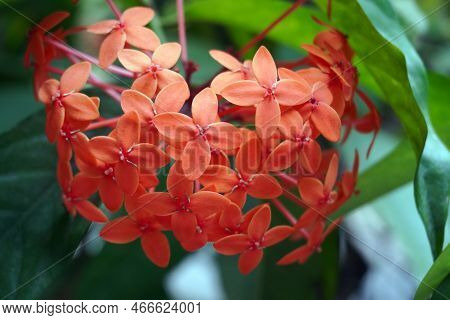 Ixora Coccinea (also Known As Jungle Geranium, Flame Of The Woods Or Jungle Flame Or Pendkuli) Is A 
