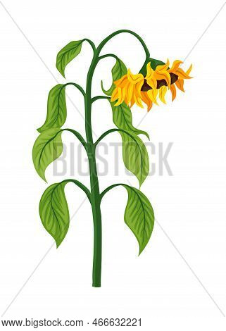 Sunflower Growth Stage, Mature Plant. Agriculture Plant Development. Harvest Animation Progression P