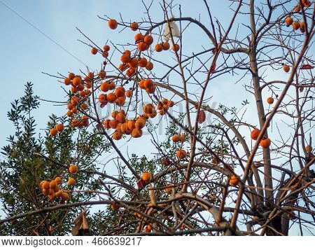 Persimmon On A Branch. Fruit On A Fallen Tree. Autumn Fruits. Persimmon On A Tree In December. Ripe 