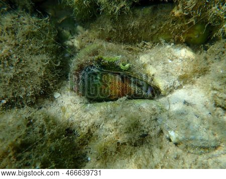 Sea Snail Mediterranean Cone (conus Ventricosus) Undersea, Aegean Sea, Greece, Thasos Island