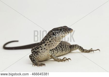 The Spotted Tree Monitor Lizard Varanus Similis Isolated On White Background