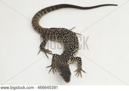 The Spotted Tree Monitor Lizard Varanus Similis Isolated On White Background