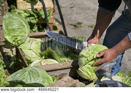Unrecognizable Man Cutting In Half Fresh Organic Agroecological Cabbages From Sustainable And Health
