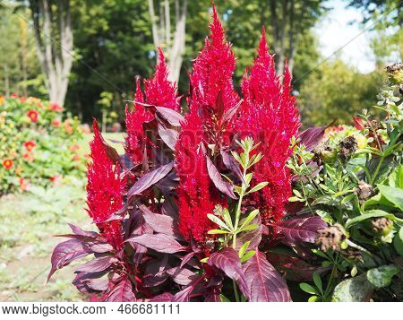 Celosia Plant, Cellosia Is A Genus Of The Amaranth Family Or Marev Family. Cockscomb Traditionally G