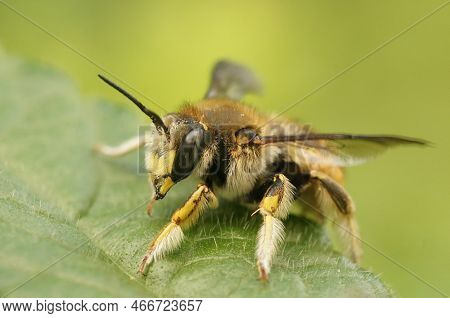 Natural Closeup On The Colorful Yellow Striped European Woolcarder Solitary, Bee Anthidium Manicatum