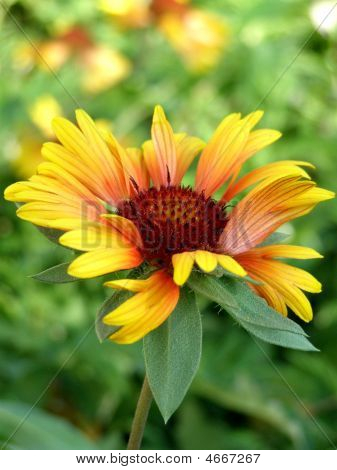 Lichte zomer bloem