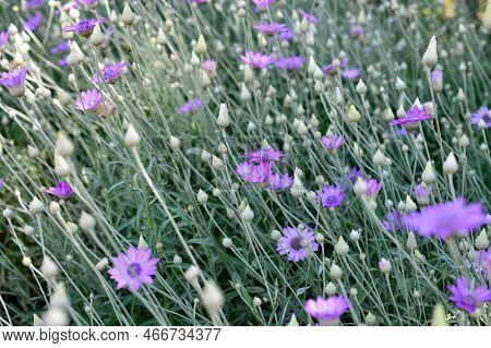 Purple Flower Of Annual Everlasting Or Immortelle, Xeranthemum Annuum, Macro, Selective Focus