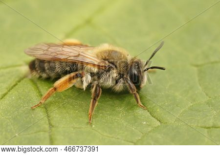 Detailed Closeup Of The Colorful Female Of The Grey-gastered Mining Bee, Andrena Tibialis On A Green