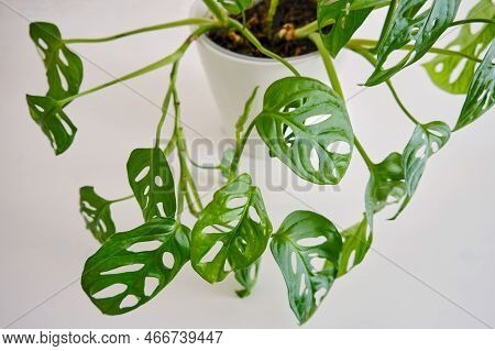 Indoor Plant Monstera Adansonii In A Flower Pot, Top View. Home Plant On White Table, Closeup