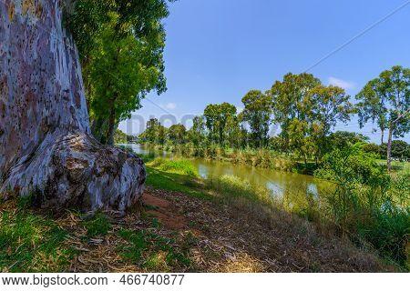 View Of The Yarkon River, And Trees, In The Yarkon Park, Tel-aviv, Israel