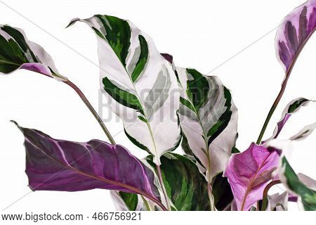Leaf Of Exotic 'calathea White Fusion' (botanic Name) Prayer Plant Houseplant On White Background