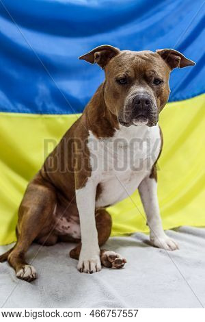 Male American Staffordshire Terrier With Uncropped Ears Sits On The Background Of The Ukrainian Flag