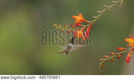 A Volcano Hummingbird Feeding On An Orange Crocosima Flower