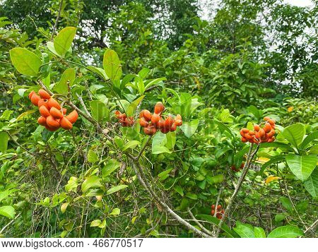 Tabernaemontana Or Eastern Gondola Bush With Green Leaf