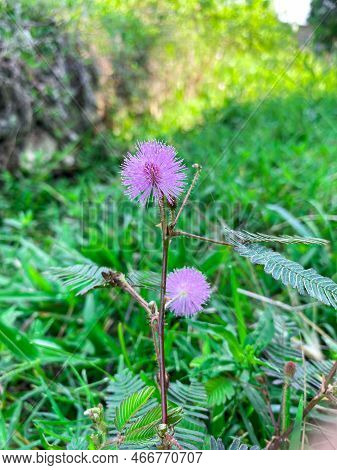 Beautiful Mimosa Pudica Flower Or Touch Me Not Or Sensitive Plant Grow In The Middle Of A Bush Or Gr