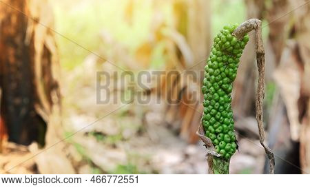 Amorphophallus Fruit Or Seed Plant In Forest. Amorphophallus Flowers That Smell Bad Are Usually Foun