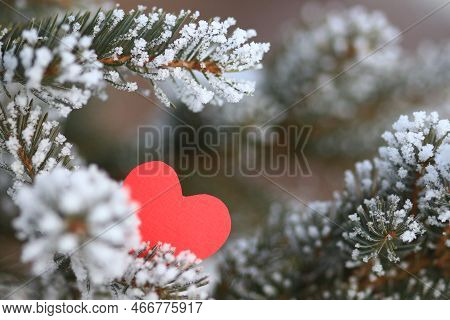 Red Paper Heart On A Frost Covered Spruce Tree Branch