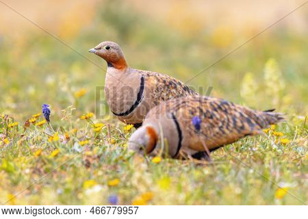 Black-bellied Sandgrouse (pterocles Orientalis) In Natural Grassland With Many Flowers. Rare Colorfu