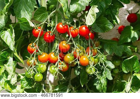 Red Ripe Cherry Tomatoes Grown In Greenhouse. Ripe Tomatoes Are On The Green Foliage Background, Han