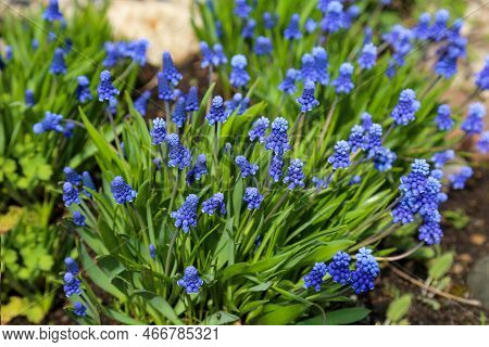 Armenian Muscari Flowers (lat. Muscari Armeniacum) Is Blue In The Ground On A Green Background. Flor