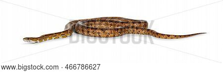 Full Lenght Shot Of Normal Colored Corn Snake Aka Red Rat Snake Or  Pantherophis Guttatus. Isolated 