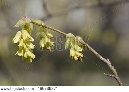 Spike Witch Hazel Branch With Flowers In The Spring