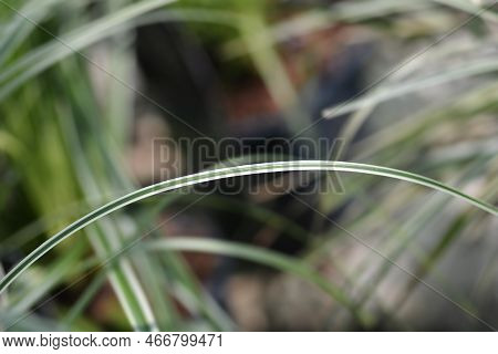 Japanese Sedge Evercream Leaves In The Garden