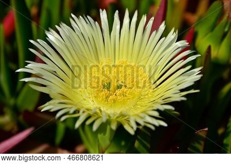 Peaceful Flowers In Nature And Natural Environment