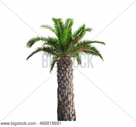 Palm Isolate. Palm Tree Isolated On White Background.