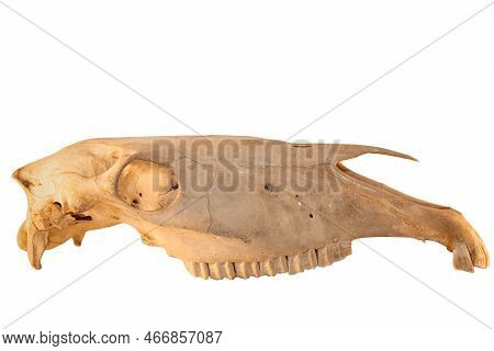 Horse Equine (equus Caballus) Mammal With Natures Teeth And Skull Anatomy On White Background. Natur