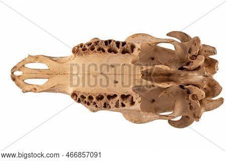 Skull Cow's On White Background. Ventral Side. In The Upper Jaw There Are No Teeth. Natures And Biol