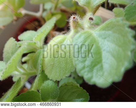 Green Mexican Mint Plectranthus Amboinicus
