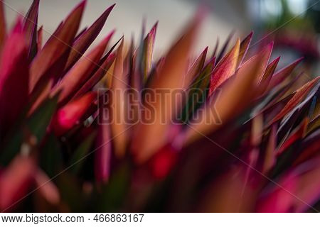 Green Purple Leaves Background Of Trandescantia Spathacea, Mosses-in-the-cradle